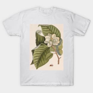 Cucumber tree (Magnolia acuminata) (C010/8074) T-Shirt